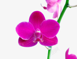 紫色蝴蝶兰花简图素材