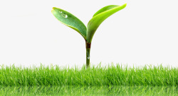 生机盎然春季青草植物萌芽高清图片