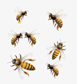 蜂王神态不同的蜂高清图片