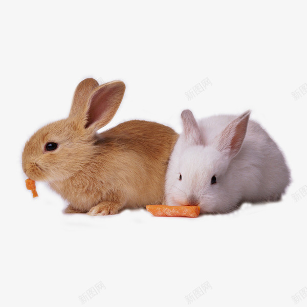 可爱呆萌兔图像png免抠素材_88icon https://88icon.com 兔子 动物 可爱 图片 素材免抠 胡萝卜 装饰 野生动物