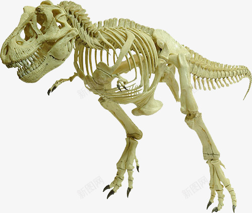 恐龙化石png免抠素材_88icon https://88icon.com 恐龙 恐龙骨架 白色化石 骨头