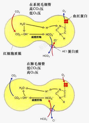 红细胞和蛋白质png免抠素材_88icon https://88icon.com 图例 生物 红细胞 蛋白质