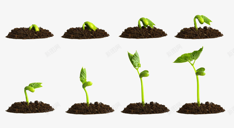豆豆发芽过程png免抠素材_88icon https://88icon.com 可爱 植物的生长 绿色 豆子发芽 过程
