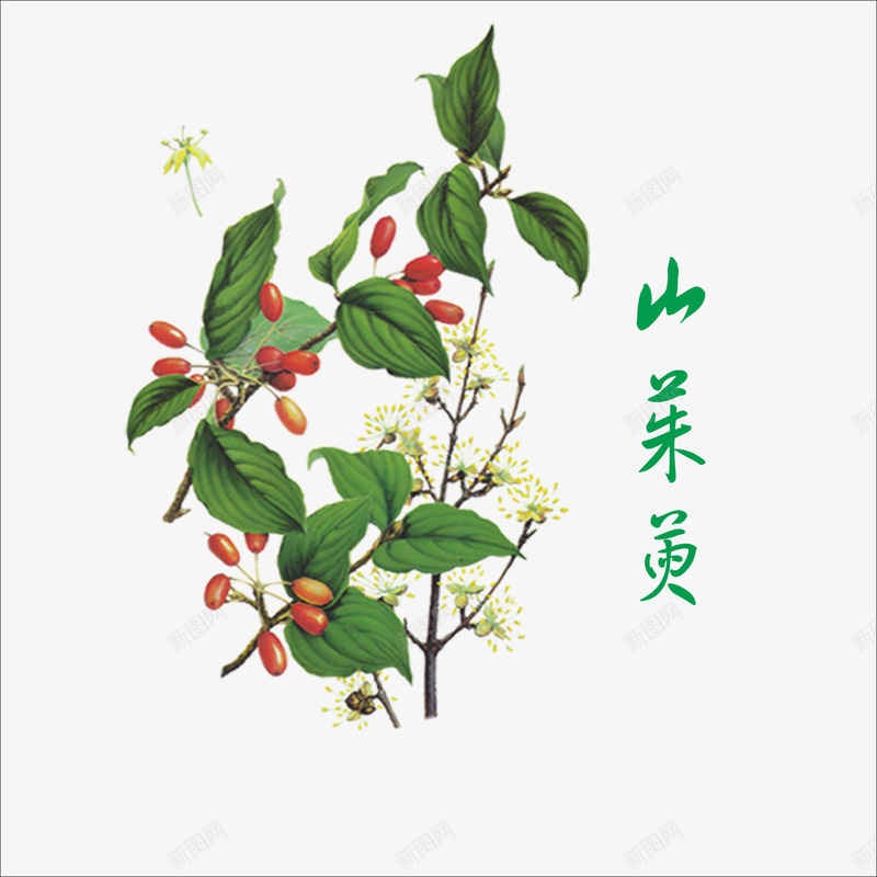 山茱萸png免抠素材_88icon https://88icon.com 中药 本草纲目 草药 药材