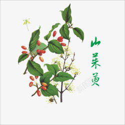 山茱萸山茱萸高清图片