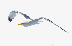 飞翔海鸟鸟类飞翔专业摄影高清图片