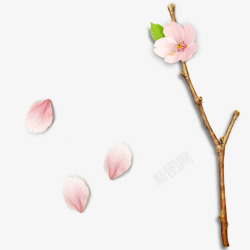 粉色的桃花花瓣素材