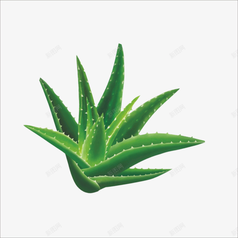 芦荟png免抠素材_88icon https://88icon.com 中药芦荟 植物摄影 清晰芦荟 立体芦荟