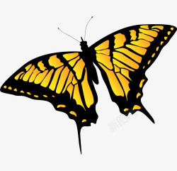 卡通手绘文艺简约蝴蝶动物插画设素材