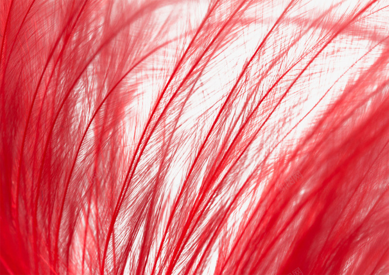 红色的羽毛片png免抠素材_88icon https://88icon.com 小绒毛 漂亮的羽毛图片 红色图片 羽毛背景图片 装饰图片羽毛