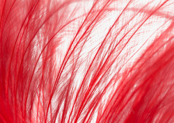 红色的羽毛片素材