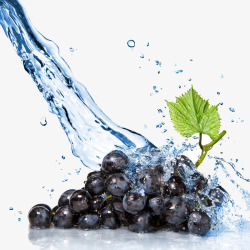 一串葡萄被水冲洗的一串深紫色葡萄高清图片