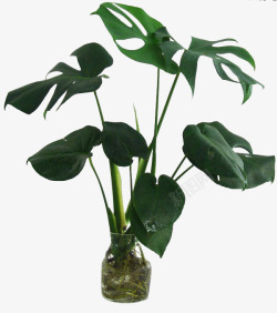 叶形奇特的植物素材