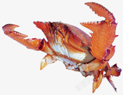 新鲜营养的海鲜螃蟹素材