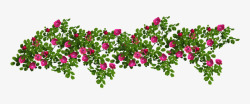 茂盛蔷薇花藤曼茂盛高清图片