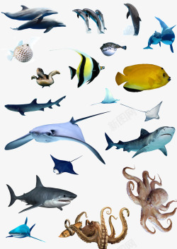 Q版亲嘴鱼海洋生物集合高清图片