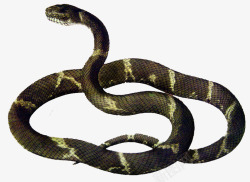 黑蛇花色眼镜蛇高清图片