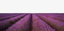 唯美深紫深紫色唯美薰衣草草原高清图片