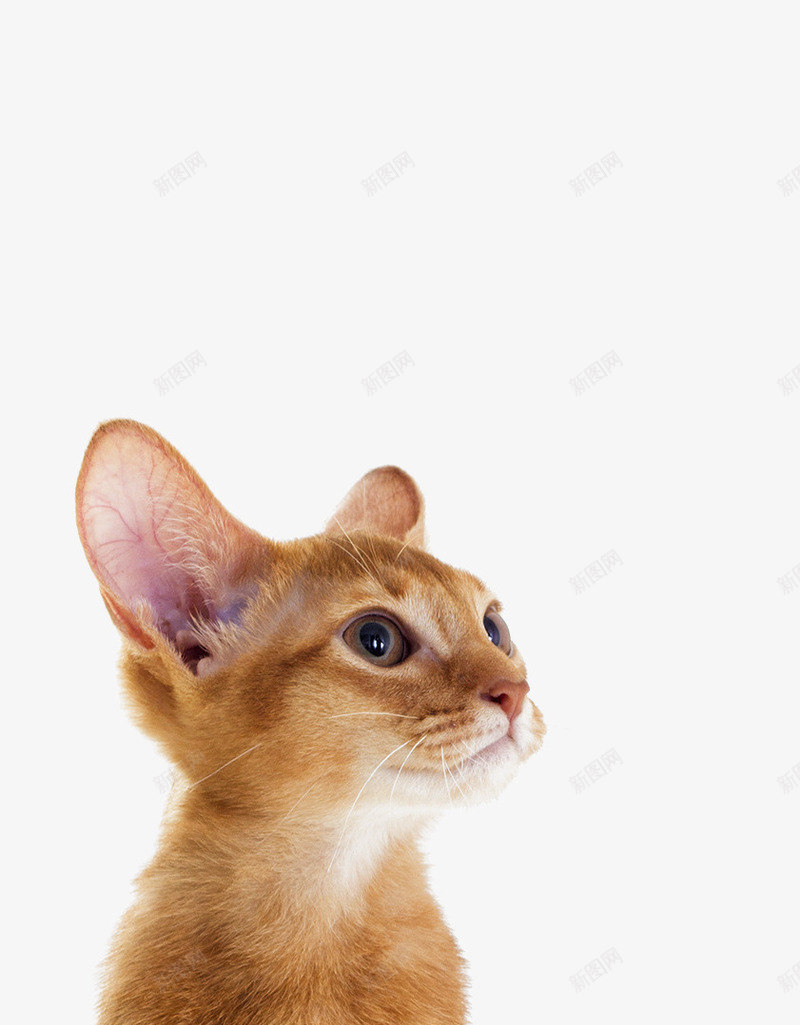 黄色可爱的小猫大图png免抠素材_88icon https://88icon.com 可爱的小动物 猫 猫眼 猫科动物 琥珀猫眼 黄色小奶猫 黄色猫咪 黄色的小猫