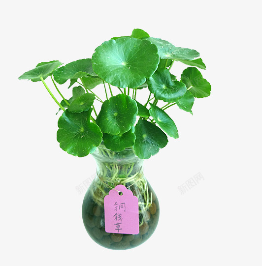 水培铜钱草png免抠素材_88icon https://88icon.com 植物 水培 花草 铜钱草