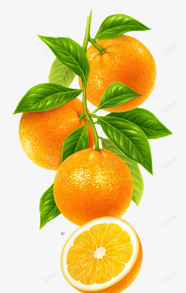 一串橙子png免抠素材_88icon https://88icon.com 手绘橙子 摘橙 新鲜橙子 柠檬橙子 橙子图片 橙子水果 橙子特写 水果 水果橙子 赣南脐橙 高清橙子