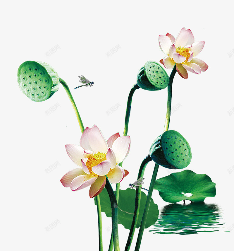 传统夏至节气清新荷花装饰插画psd免抠素材_88icon https://88icon.com 24节气之夏至 二十四节气 传统夏至节气 农历夏至 唯美 夏至 夏至节气 清新 节气 荷叶 荷花