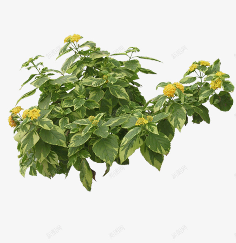 热带植物png免抠素材_88icon https://88icon.com 室内植物 小草 植物 盆栽 盆栽植物 绿色植物 绿草 花奔 花草 鲜嫩的小草