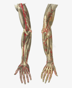 臂膀血管分布素材