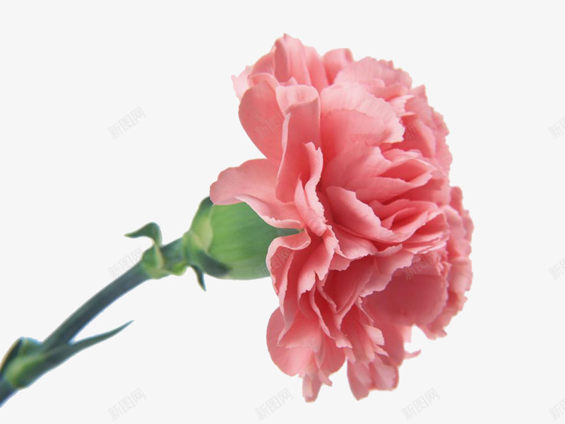 红色康乃馨png免抠素材_88icon https://88icon.com 感恩节 母亲节 红色康乃馨 鲜花