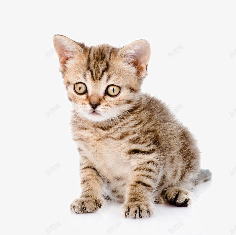 可爱的猫狗宠物png免抠素材_88icon https://88icon.com 动物写真 可爱的猫狗宠物 宠物 家养动物 小狗 小猫狗 狗 猫咪动物