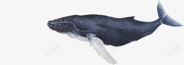 庞大鲸鱼png免抠素材_88icon https://88icon.com 海洋生物 鱼 鲸鱼 鲸鱼插图 黑白鲸鱼