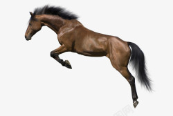 马背影马手绘马奔跑的骏马图标高清图片