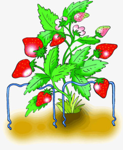 草莓树生长素材