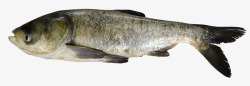 胖头鱼鳙鱼胖头鱼水产大型鱼类高清图片