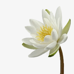 黄色的花蕊白色睡莲45度单支高清图片