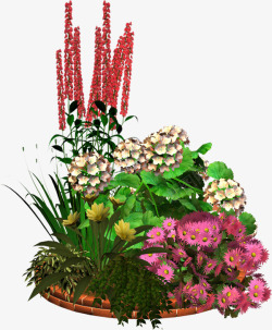 盆景花朵花卉图像素材