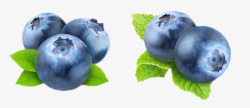 实物蓝色带叶子野生蓝莓素材