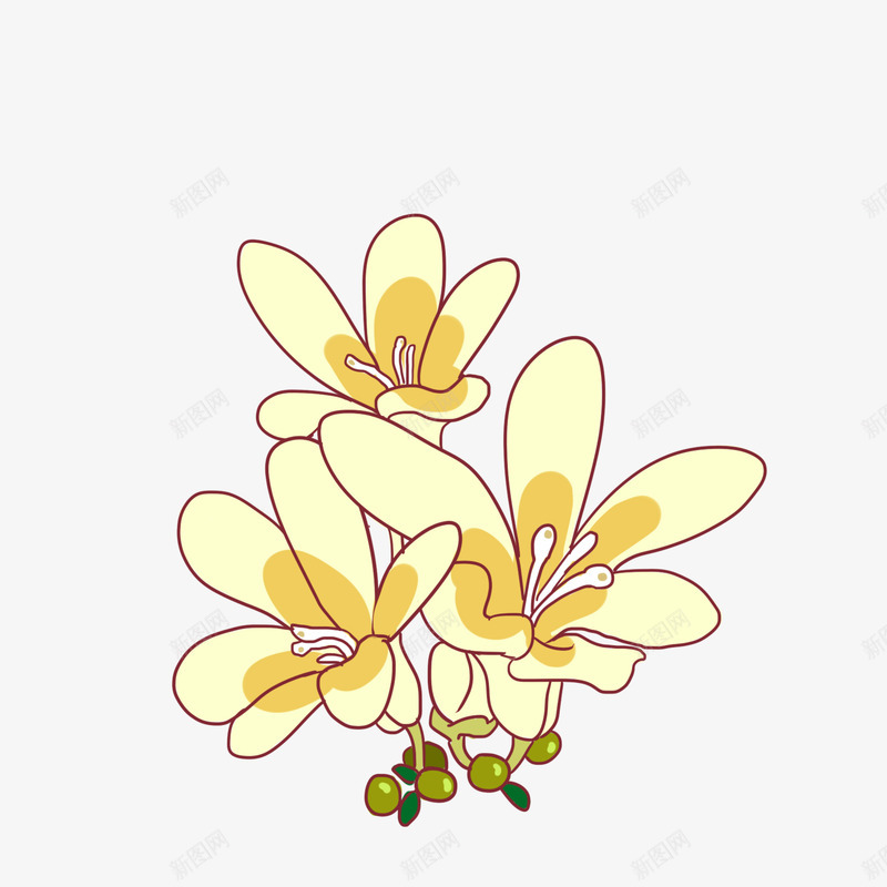 桂花桂花png免抠素材_88icon https://88icon.com 手绘桂花 桂花 桂花图 桂花插画 桂花素材