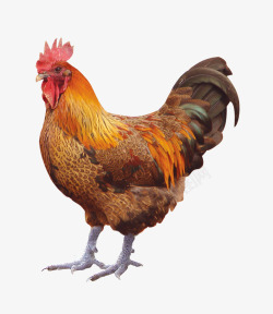 原生态农家自产农家鸡高清图片