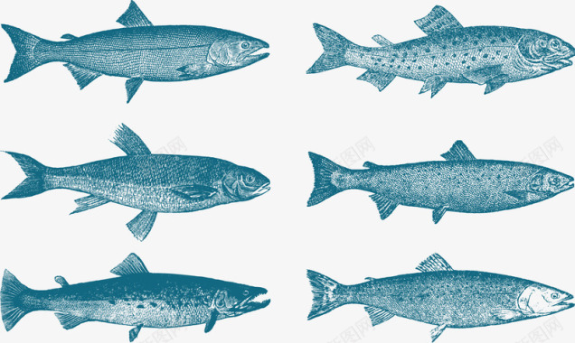 生物海洋多春鱼矢量图图标图标