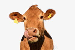 阳光明媚的牛头在舔鼻子素材