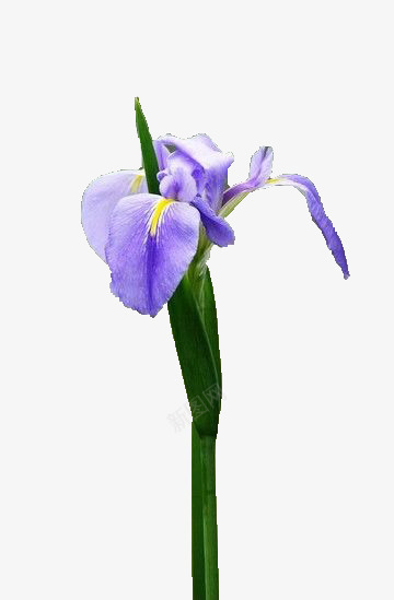 娇羞的鸢尾花png免抠素材_88icon https://88icon.com 植物 素材 鲜花 鸢尾花