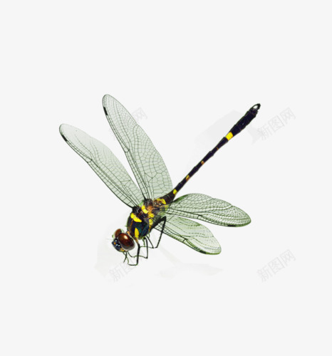 蜻蜓png免抠素材_88icon https://88icon.com 动物 昆虫 翅膀 蜻蜓