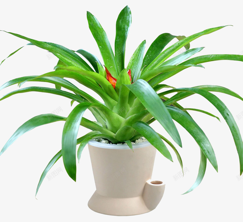 鸿运当头png免抠素材_88icon https://88icon.com 吉祥花 年花 红运当头 花草 鸿运当头