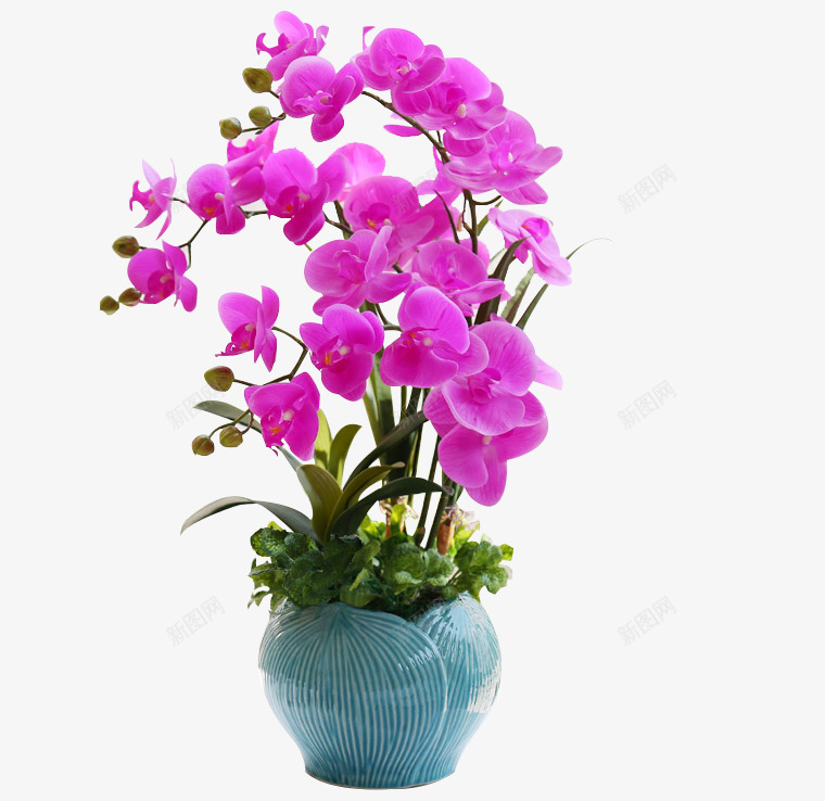 粉色植物png免抠素材_88icon https://88icon.com 摆件 盆栽 精美蝴蝶兰 花卉 蝴蝶兰