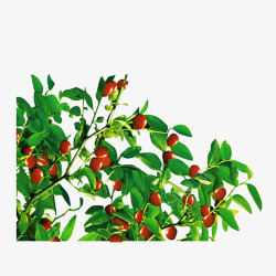 新鲜红枣一丛枣树叶高清图片