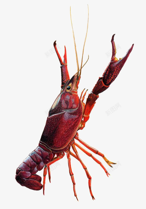 小龙虾元素png免抠素材_88icon https://88icon.com 大虾 河虾 红色龙虾 麻辣小龙虾 麻辣龙虾 龙虾原料