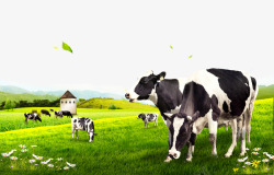牛奶广告设计牧场的奶牛高清图片