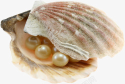 漂亮的贝壳和珍珠抠图素材