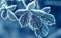 霜降节气枝叶植物元素素材